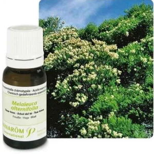 Ulje ČAJEVCA; 10 ml Melaleuca alternifolia