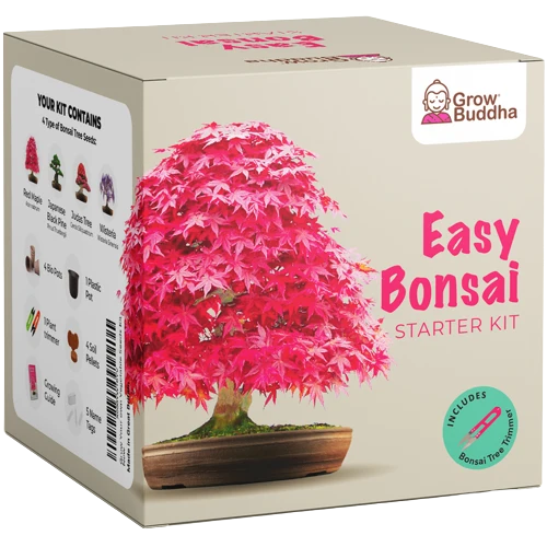 SET - Bonsai, uzgoj 4 vrste biljaka + 2 besplatne sjemenke