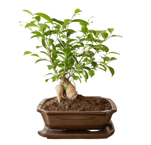 Bonsai lonac s podnožjem