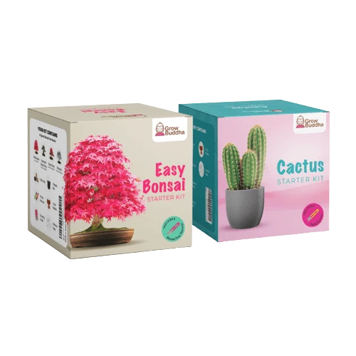 SET - Bonsai sjemenke + Kaktus sjemenke