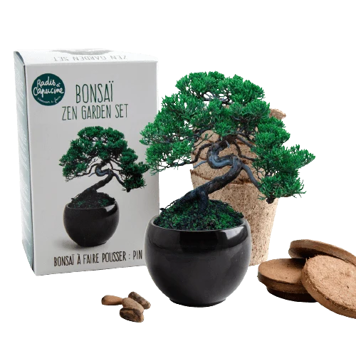 SET - Bonsai, uzgoj bora Pinus Pinija + keramička posuda