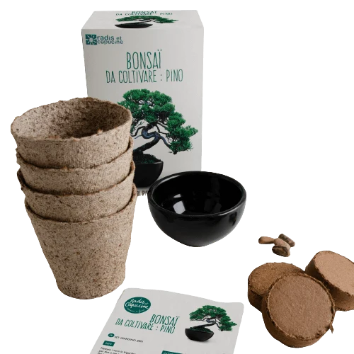 SET - Bonsai, uzgoj bora Pinus Pinija + keramička posuda