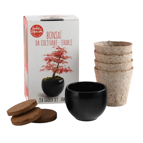 SET - Bonsai, uzgoj crvenog javora + keramička posuda