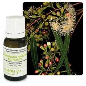 Ulje EUKALIPTUS RADIATA ; 10 ml Eucalyptus radiata