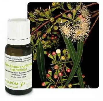 Ulje EUKALIPTUS RADIATA ; 10 ml Eucalyptus radiata