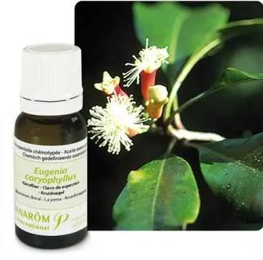 Ulje KLINČIĆEVAC; 10 ml Eugenia caryophyllata