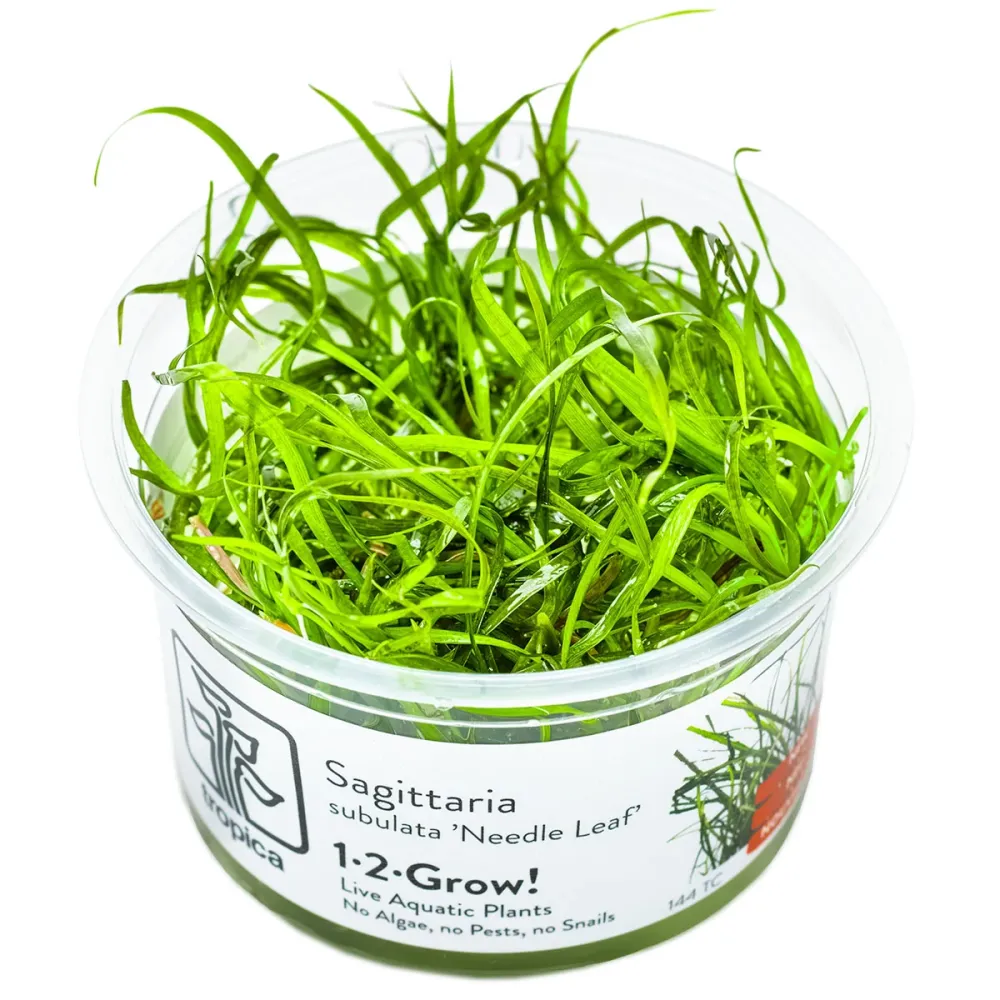 TROPICA Bilje Sagittaria subulata 'Needle Leaf', uzgojeno vitro