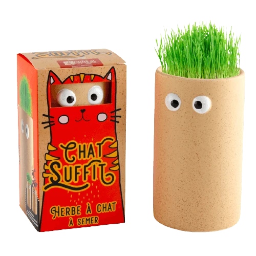SET - Sjemenke za mačke + terakota lonac