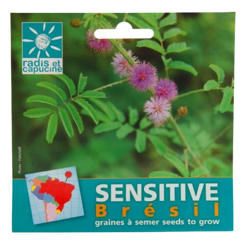 Sjemenke Mimosa pudica