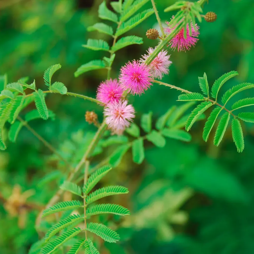 Sjemenke Mimosa pudica