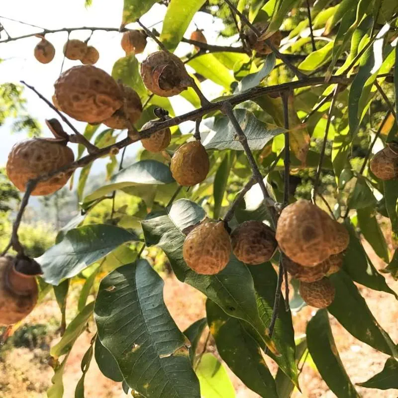 Cocoon Company Säbebär/Perilica za pranje - 250g