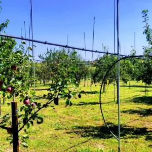 Tehnološki projekt | Agronomski